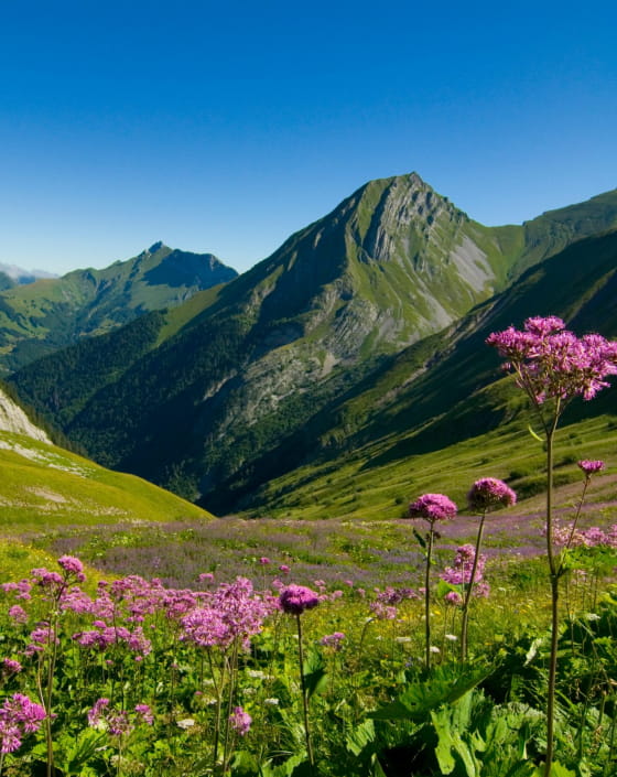 Vue sur le Mont-Pécloz dans le Parc naturel régional du massif des Bauges - Géopark - En arrière-plan de gauche à droite, le Trélod et l'Arcalod