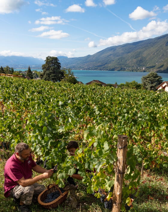 Vignoble au pied du lac du Bourget - Les vignes du Lac - Clos de Taramont