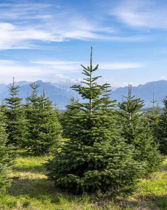 L'origine méconnue des sapins désodorisants, un succès depuis 70 ans -  Edition du soir Ouest-France - 02/03/2022