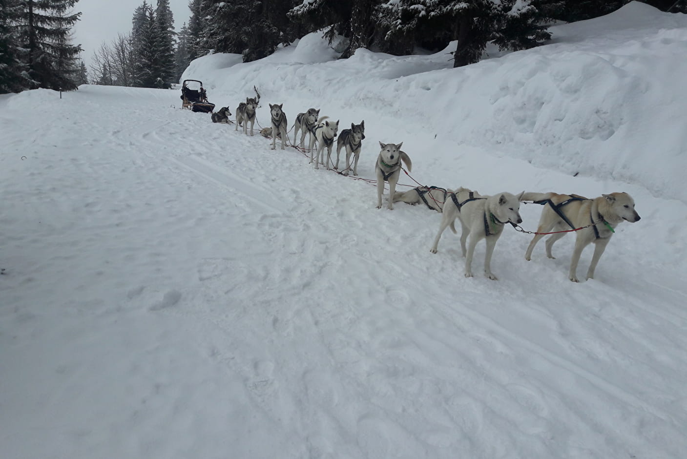 4 endroits où faire du chien de traîneau dans les Alpes françaises