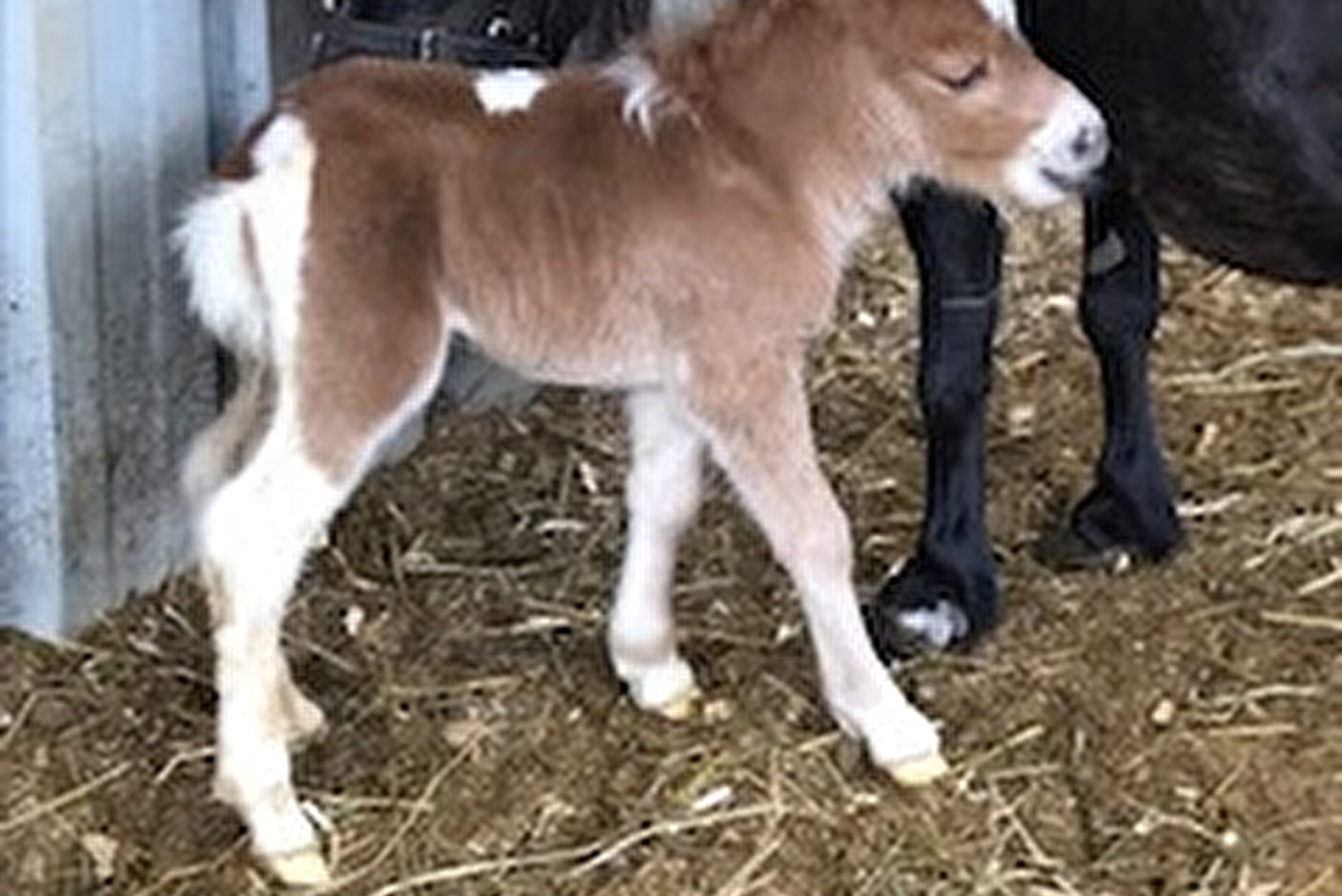 Pony Club of Sciez  Savoie Mont Blanc (Savoie et Haute Savoie) - Alpes