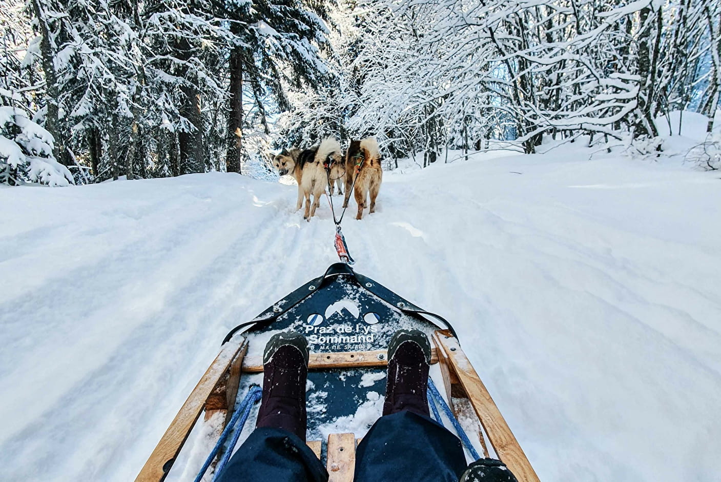 Chien de traineau - Photo Voyageons-Autrement